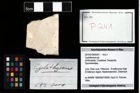 Foto (Objekt + Etikett) von Cyclothyreus sp.  (NHMW-GEO-2014-0194-0241)